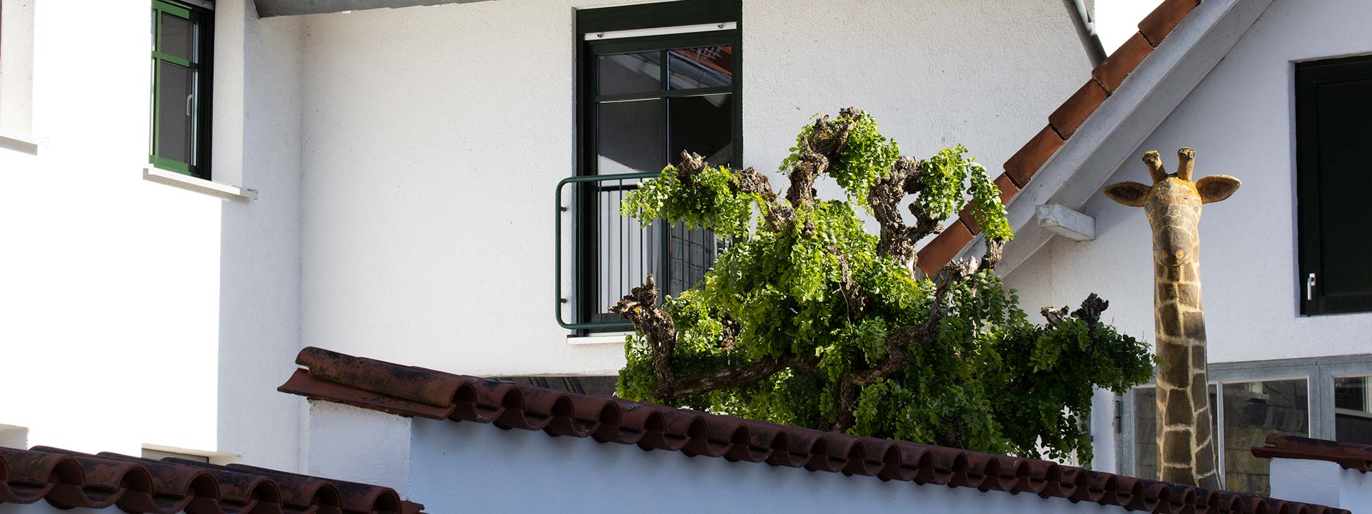 Eine Giraffe schaut im Innenhof über die Mauer und begrüßt die Kunden.
